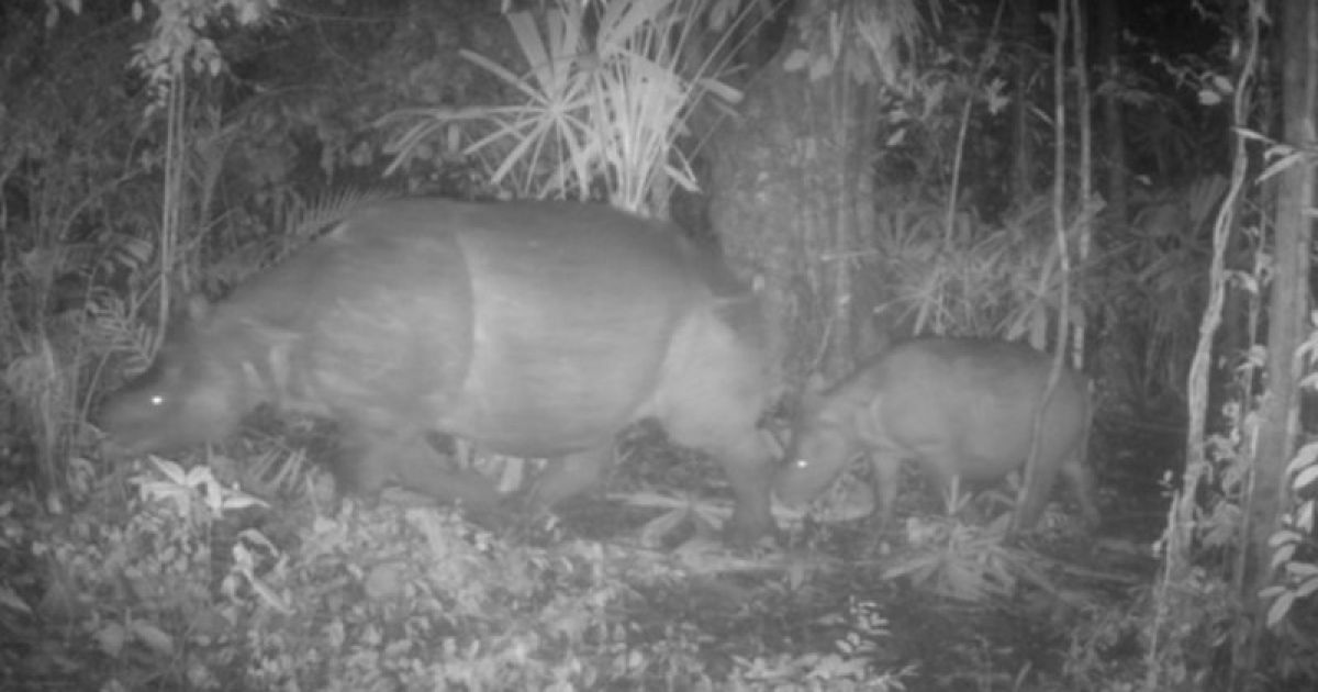Anakan Badak Jawa Terekam di TN Ujung Kulon, Perkuat Optimisme Keberlangsungan Populasinya di Habitat Alami
