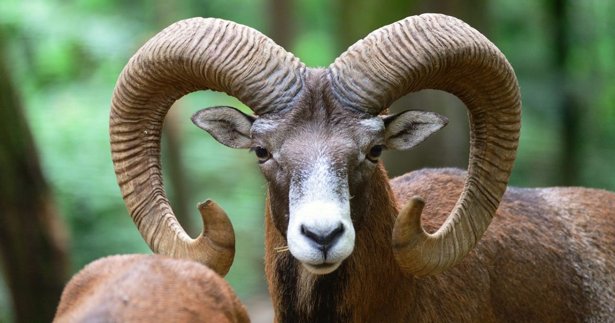 Ramalan Zodiak Besok Minggu 8 Februari 2026: Siapa yang Akan Raih Kesuksesan Karier?