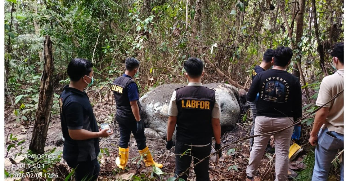Kemenhut melalui BBKSDA Riau mengambil langkah cepat dalam menindaklanjuti dugaan perburuan gajah sumatera yang ditemukan mati di Riau. foto: Kemenhut