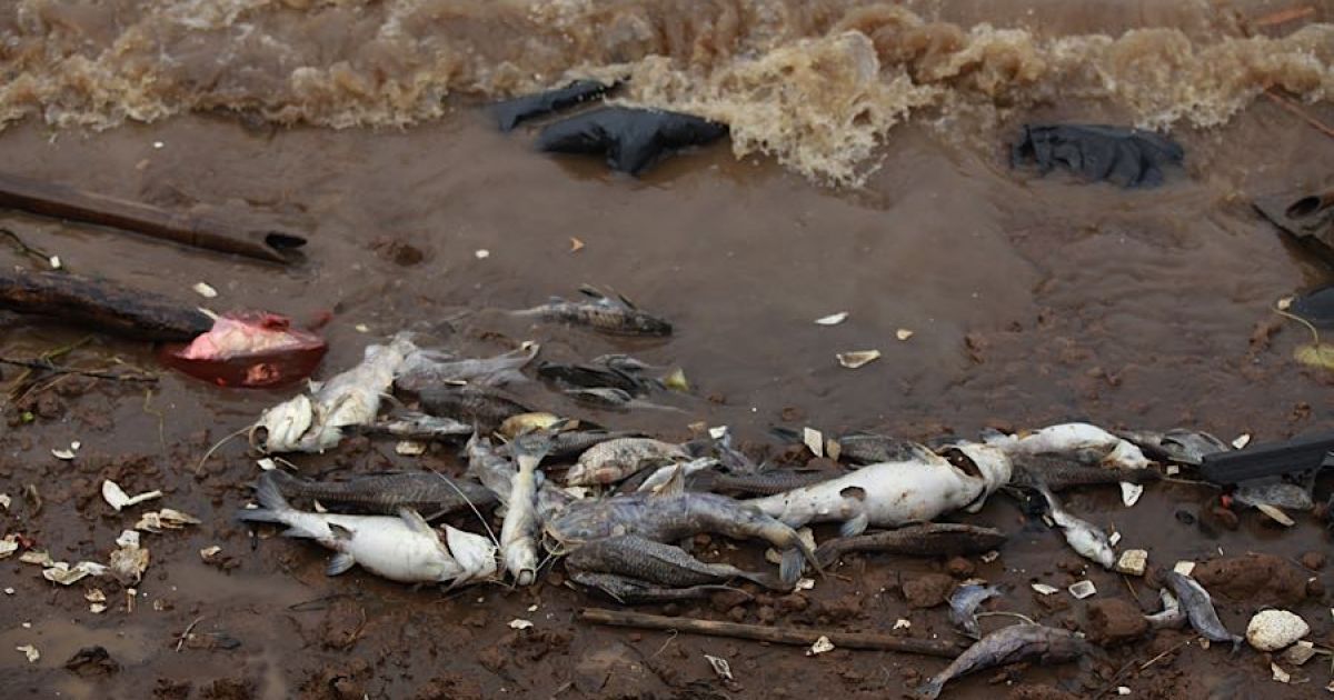 Cisadane Berduka: 20 Ton Pestisida Tumpah, Ikan-Ikan Mati Massal! Apa yang Sebenarnya Terjadi?!