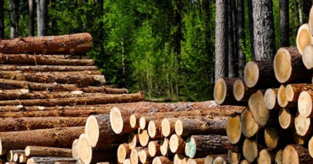 Emas Hitam dari Hutan Nusantara: Mengupas Peluang Bisnis Kayu Gaharu Indonesia di Pasar Global