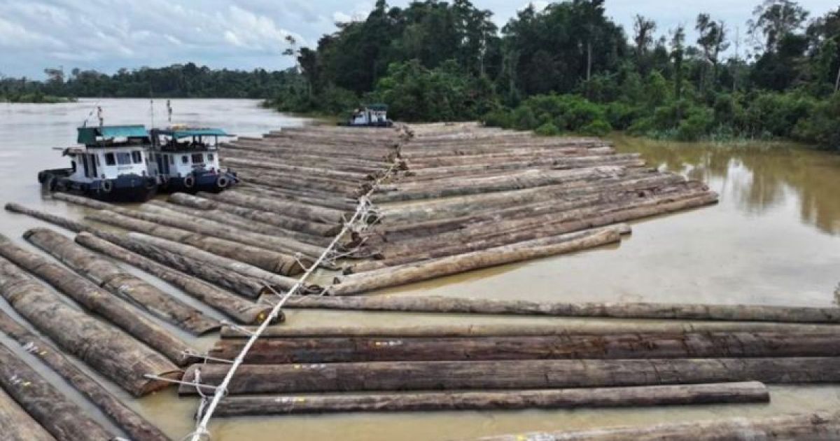 Kemenhut mengklarifikasi unggahan yang ramai dibicarakan di medsos terkait aktivitas pengangkutan rakit kayu gelondongan di Sungai Kapuas. foto: Kemenhut