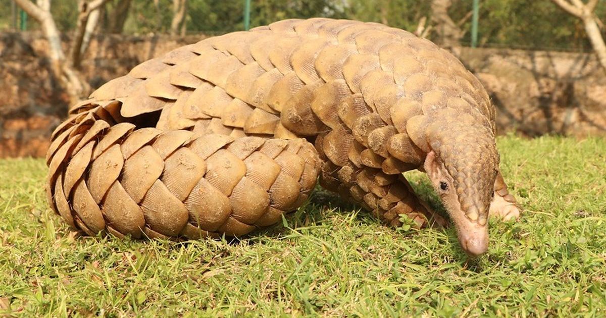 Mengerikan! 3 Ton Sisik Trenggiling Diselundupkan dengan Nilai Ekonomis Fantastis, Polisi Ungkap Rangkaian Jaringan Internasional!