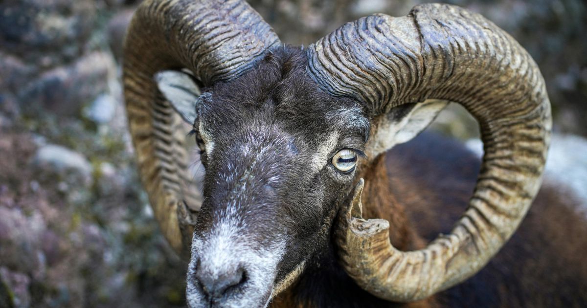 Ramalan Zodiak Hari Ini 13 Maret 2026: Aries Tampil Percaya Diri, Libra Diminta Tunda Keputusan, Pisces Perlu Dukungan Orang Terdekat