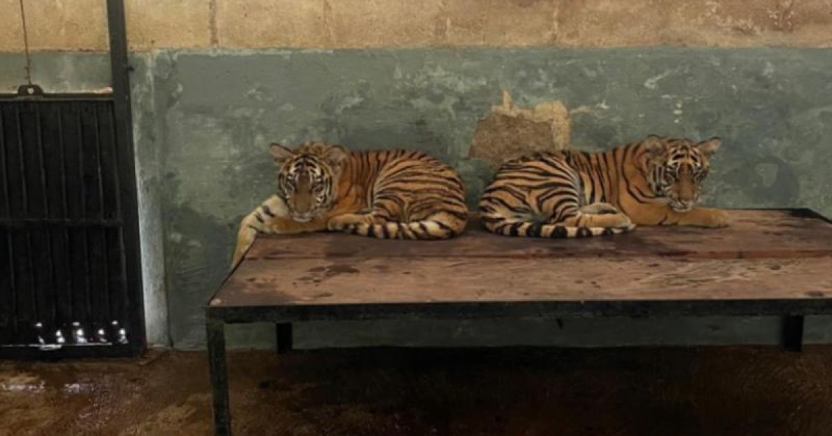 BBKSDA Jawa Barat mengungkapkan penyebab kematian dua ekor anak harimau benggala koleksi Eks Kebun Binatang Bandung. foto: Kemenhut