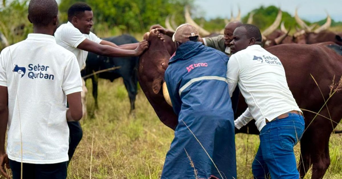 Human Initiative buka program qurban 2026 dengan harga terjangkau untuk distribusi ke Indonesia Timur dan Afrika. [Foto: ist]
