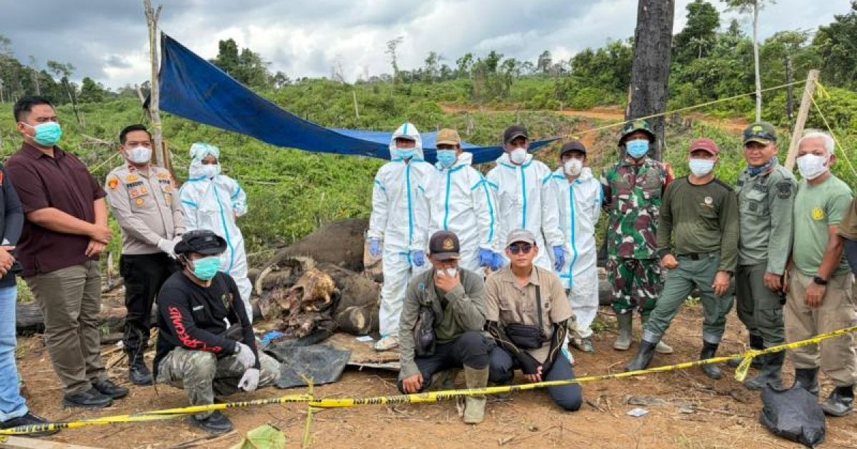 Kemenhut melalui BBKSDA Bengkulu menindaklanjuti laporan masyarakat terkait temuan dua gajah Sumatra yang ditemukan mati di Kabupaten Mukomuko. foto: Kemenhut