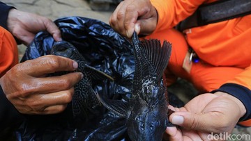 Foto: Ari Saputra/detikFoto