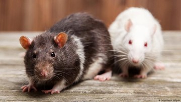 Tujuh Penumpang Diduga Terjangkit Hantavirus, Kapal Pesiar Mewah MV Hondius Tertahan di Afrika Barat