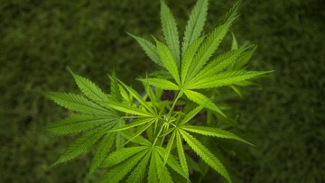 Ilustrasi. TNI bongkar ladang Ganja di Papua. (iStockphoto/waraphorn-aphai)