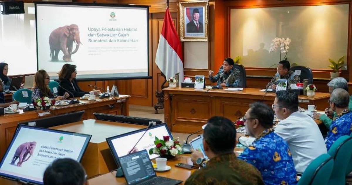 Menhut Raja Juli Antoni tegaskan komitmen serius pemerintah melindungi satwa ikonik Indonesia, habitat gajah Sumatera dan Gajah Kalimantan.  foto: Kemenhut