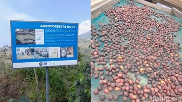 Penampakan kopi agroforesti di Boyolali. (Foto: DetikHealth/Averus Al Kautsar)