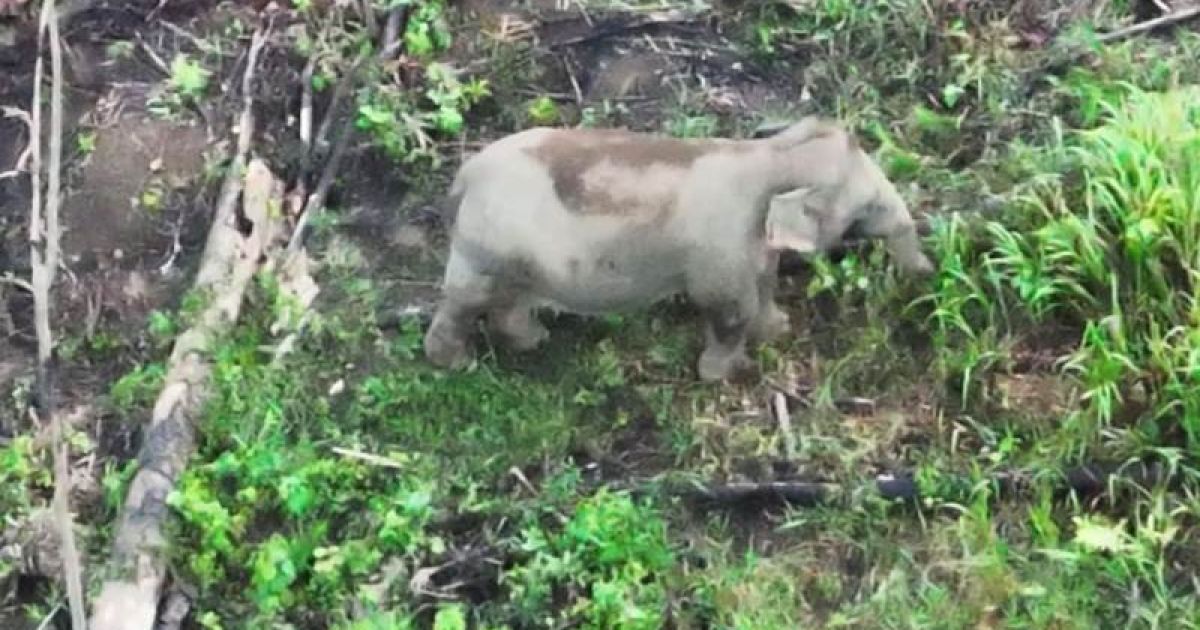 Kemenhut memonitoring lapangan untuk memantau kelompok gajah liar dengan teknologi drone thermal sebagai wujud nyata perlindungan satwa liar. foto: Kemenhut