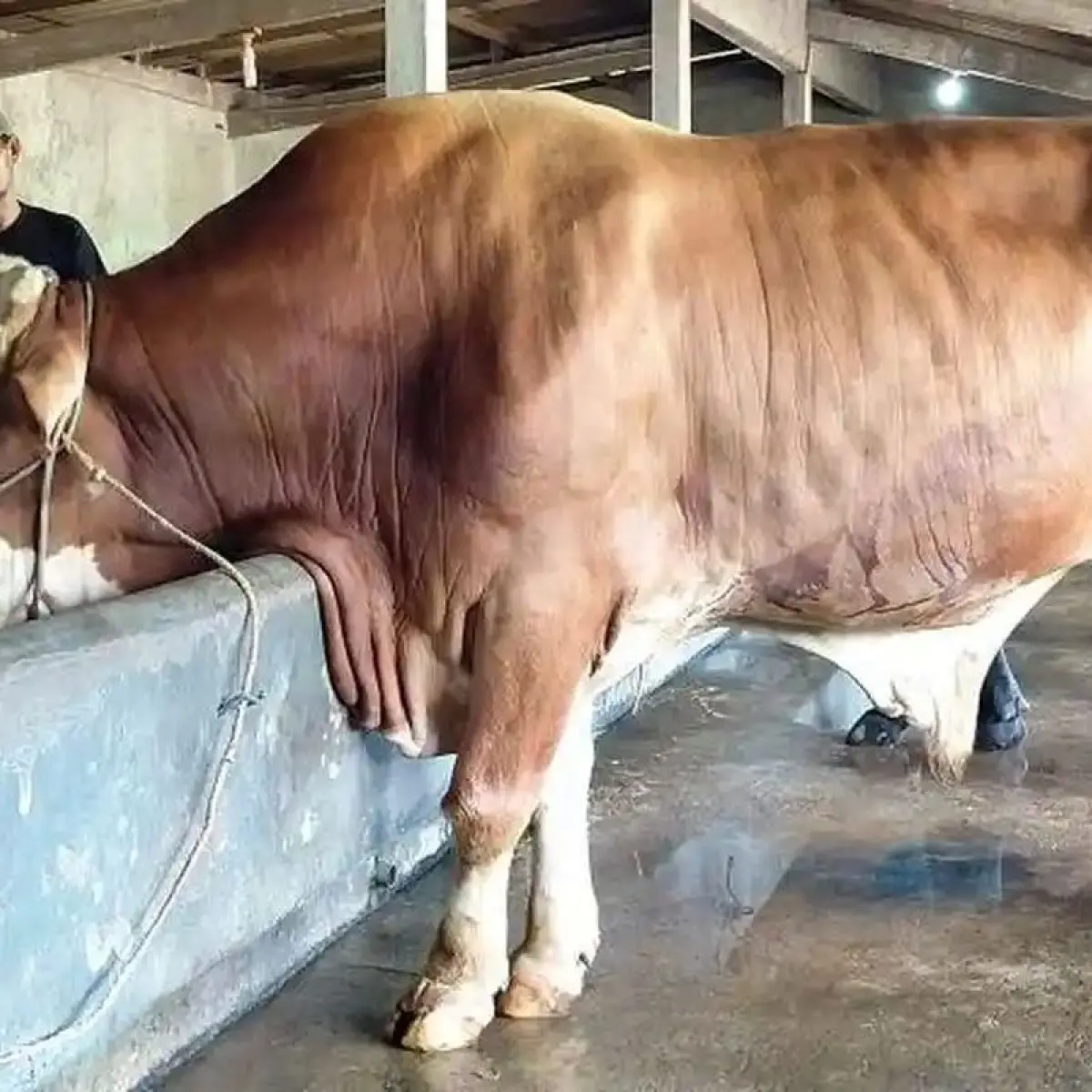 Hasan memberi makan Suro di peternakan di Desa Banjaran RT 02 RW 12, Kecamatan Bangsri, Kabupaten Jepara, Jawa Tengah, Kamis (14/5/2026). Sapi berbobot 1,07 ton itu terpilih sebagai hewan kurban Presiden Prabowo di Jepara untuk Idul Adha 2026.  (Tribun Ba