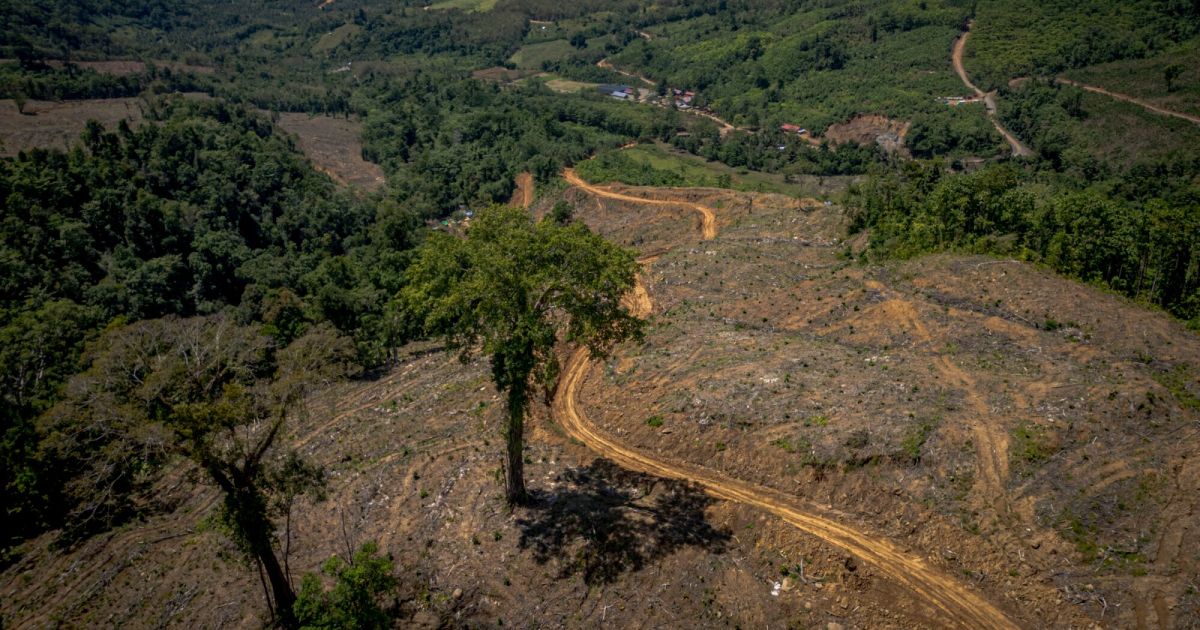 Organisasi masyarakat sipil menilai Peraturan Menteri Kehutanan (Permenhut) baru cenderung mereduksi fungsi hutan menjadi sekadar komoditas karbon. foto: Trend Asia