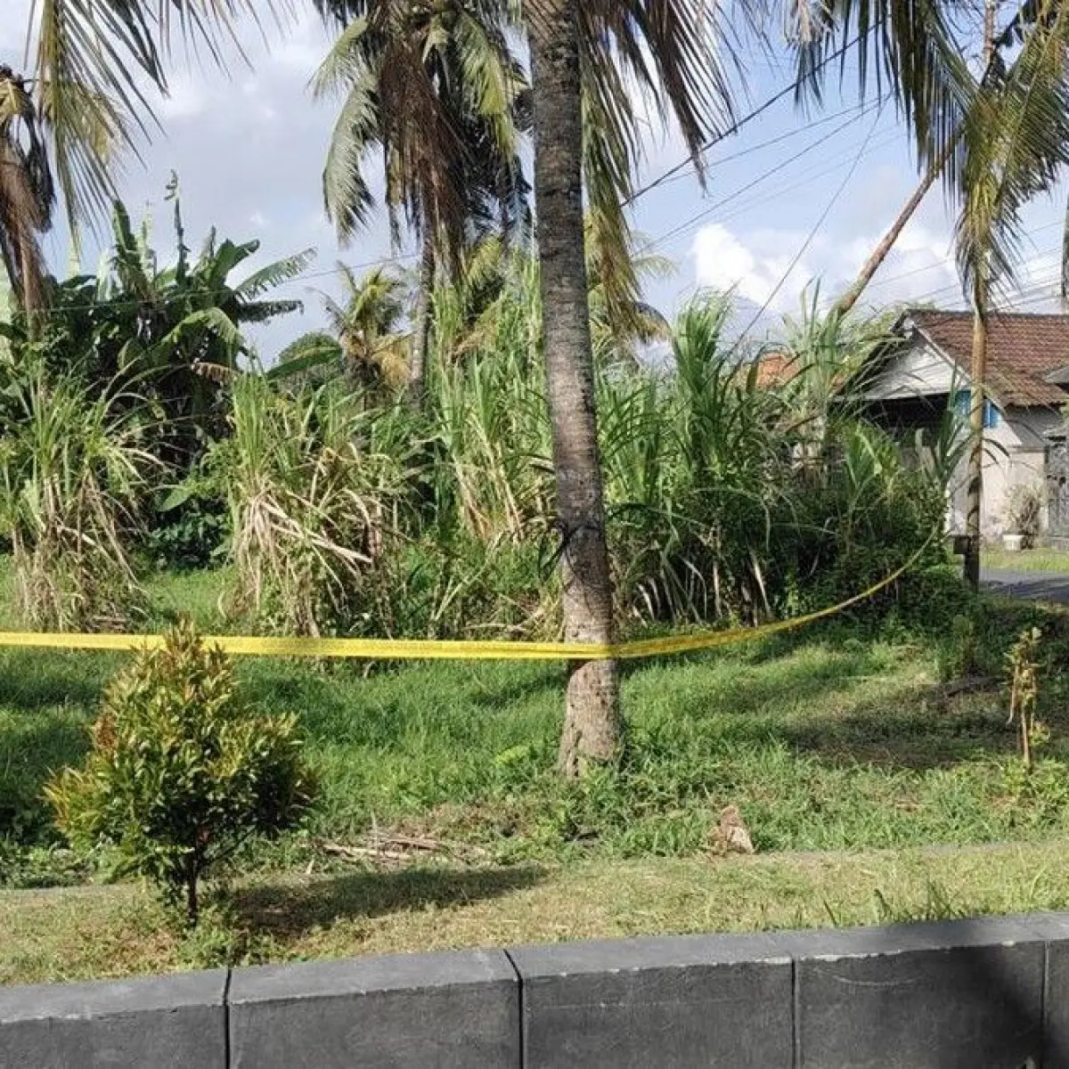 Foto: Lahan kosong tempat ditemukannya jasad pria tanpa identitas yang sudah membusuk di Desa Darmasaba, Badung, Rabu (13/5/2026). (Agus Eka/detikBali)