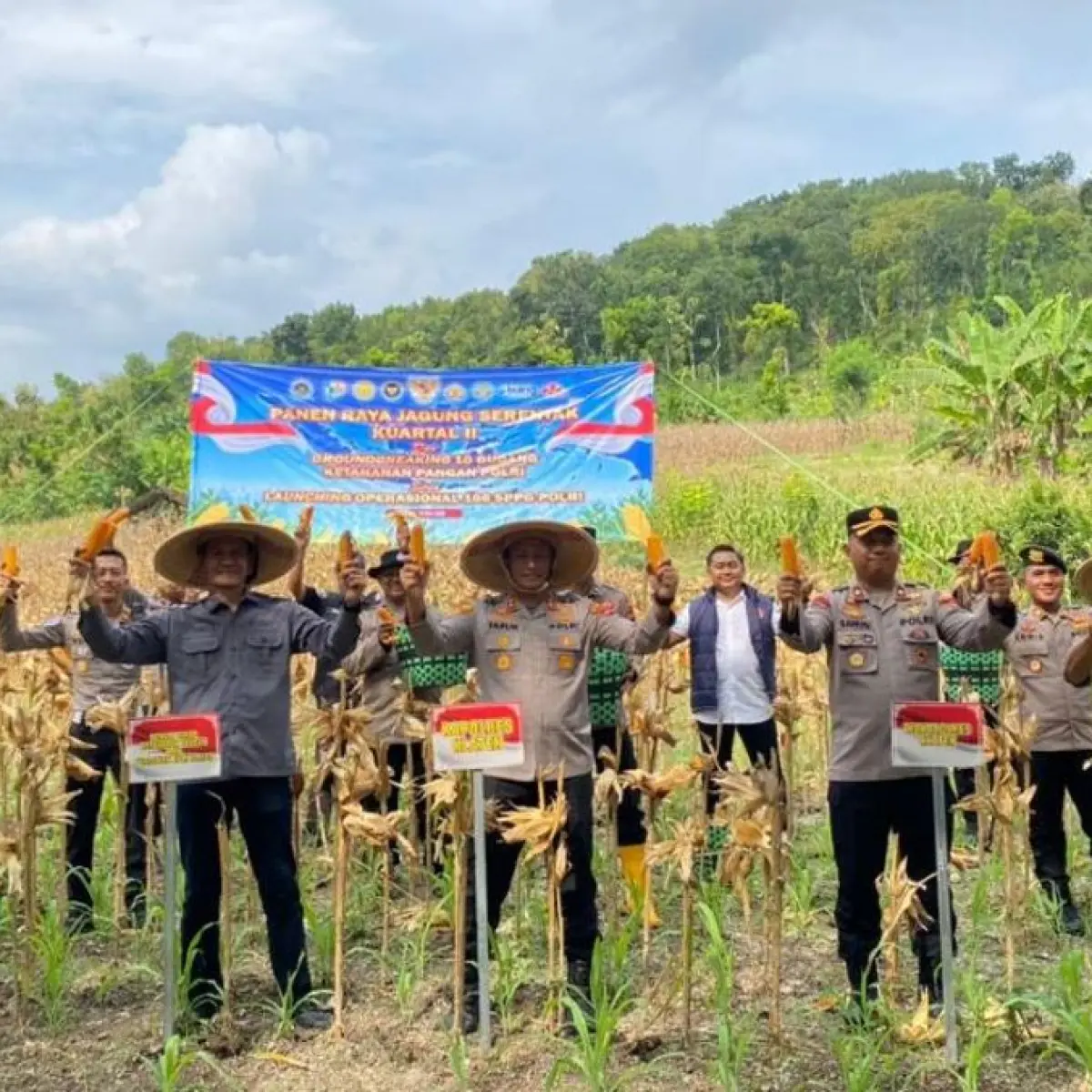 Dukung Ketahanan Pangan Nasional, Polres Klaten Sukses Panen Raya Jagung di Lahan Perhutani