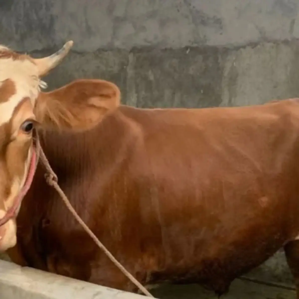 Salah satu sapi kurban Prabowo di Maluku.(Dok. Antara)