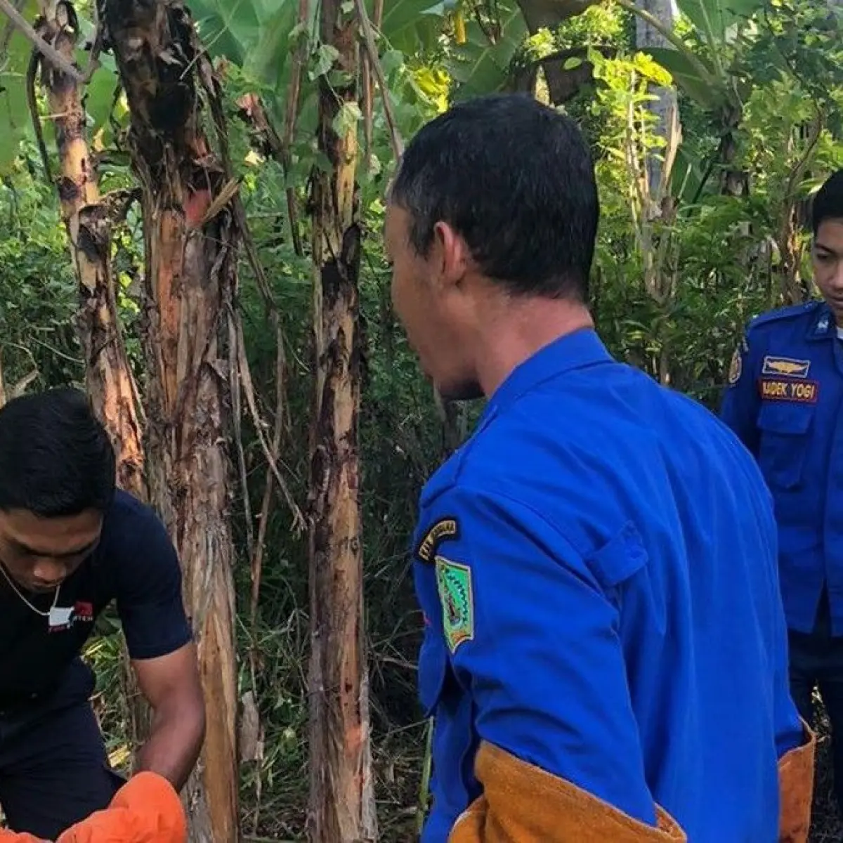 Beraksi Cepat, Damkar Jembrana Tangkap Ular Piton Pemangsa Ternak di Baluk