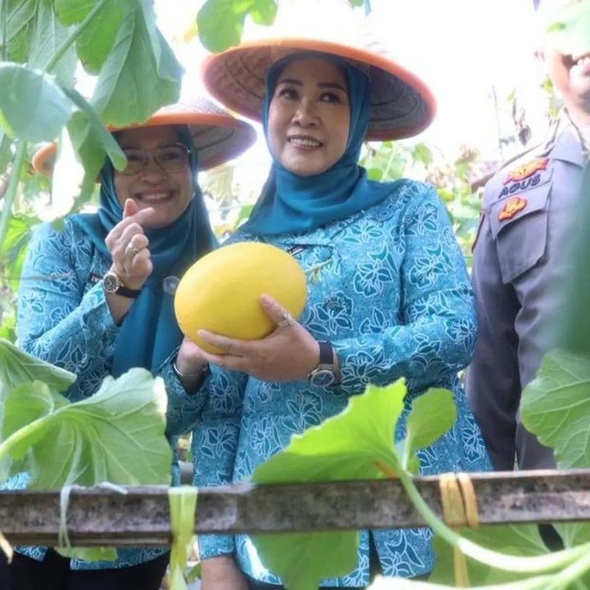 Pelaksanaan panen melon di OKU. (Foto: Dok. Pemprov Sumsel)