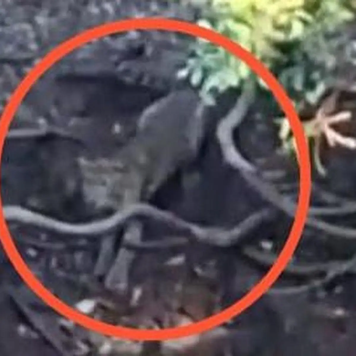 UPT Tahura Raden Soerjo Turun Tangan Verifikasi Video Viral Diduga Penampakan Macan di Hutan Cangar