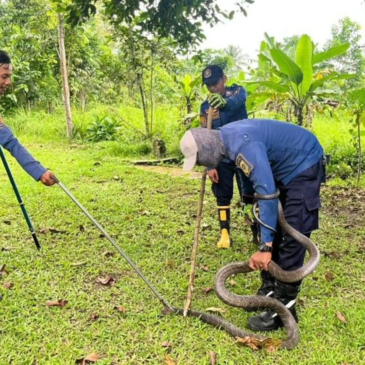 Mencekam, Damkar Bogor Sita Ular King Cobra Raksasa dari Kediaman Warga di Tenjo