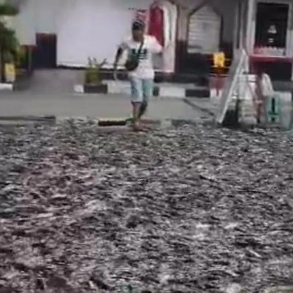 Kejadian Tak Terduga: Ribuan Ikan Lele Tumpah dari Truk, Area SPBU di Klaten Sempat Tergenang
