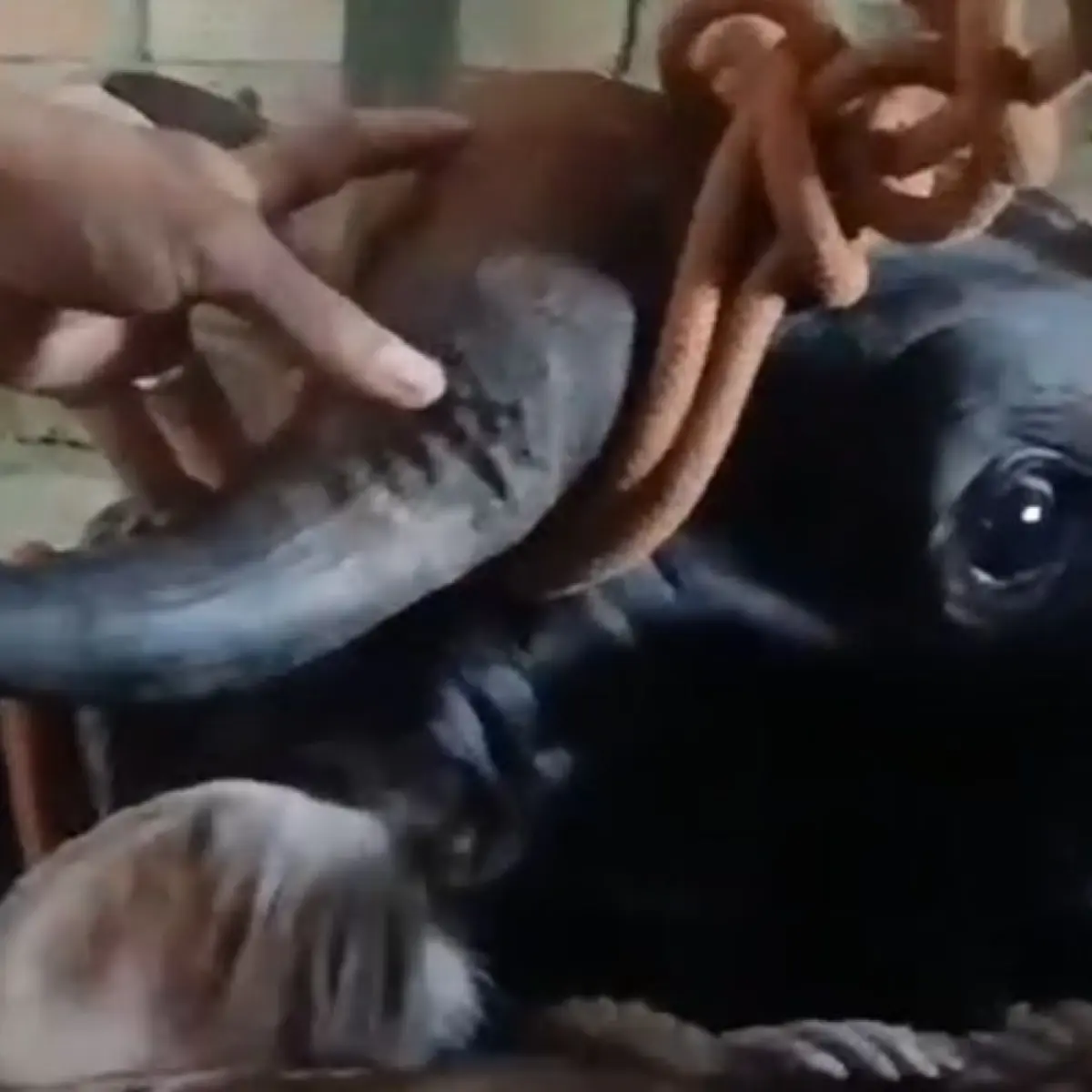 Detik-Detik Sapi Kurban Lepas Kendali, Warga Jambi Terluka hingga Hewan Mengejar ke Muarojambi