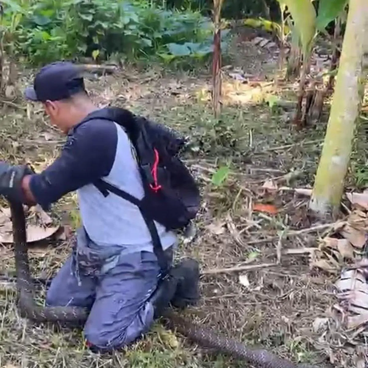 Foto: Proses penangkapan ular king cobra jantan di kebun pisang warga di Banjar Suraberata, Desa Lalanglingah, Kecamatan Selemadeg. (Istimewa)