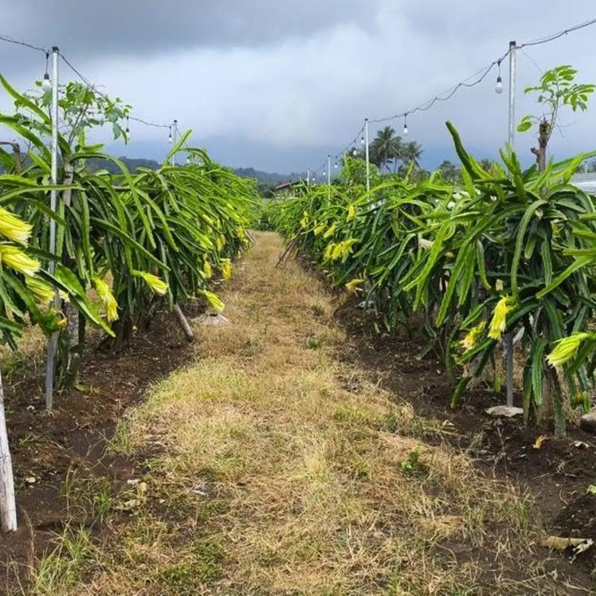 Suasana Kebun dan Kedai Buah Naga di Pasar Induk Jalaksana Kuningan. (Foto: Fahmi Labibinajib/detikJabar)