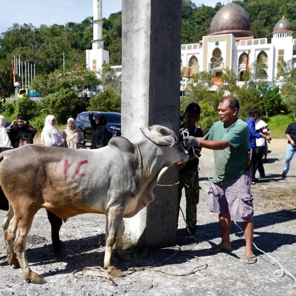 Semarak Iduladha, Islamic Centre Padang Panjang Distribusikan Sembilan Sapi Kurban untuk Warga