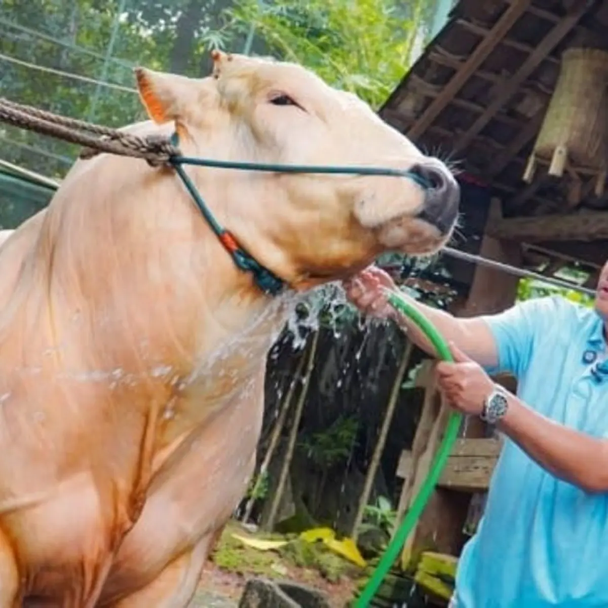 Momen Perpisahan Menyentuh Hati: Kedekatan Irfan Hakim dan Sapi Kurban Popeye Jelang Idul Adha
