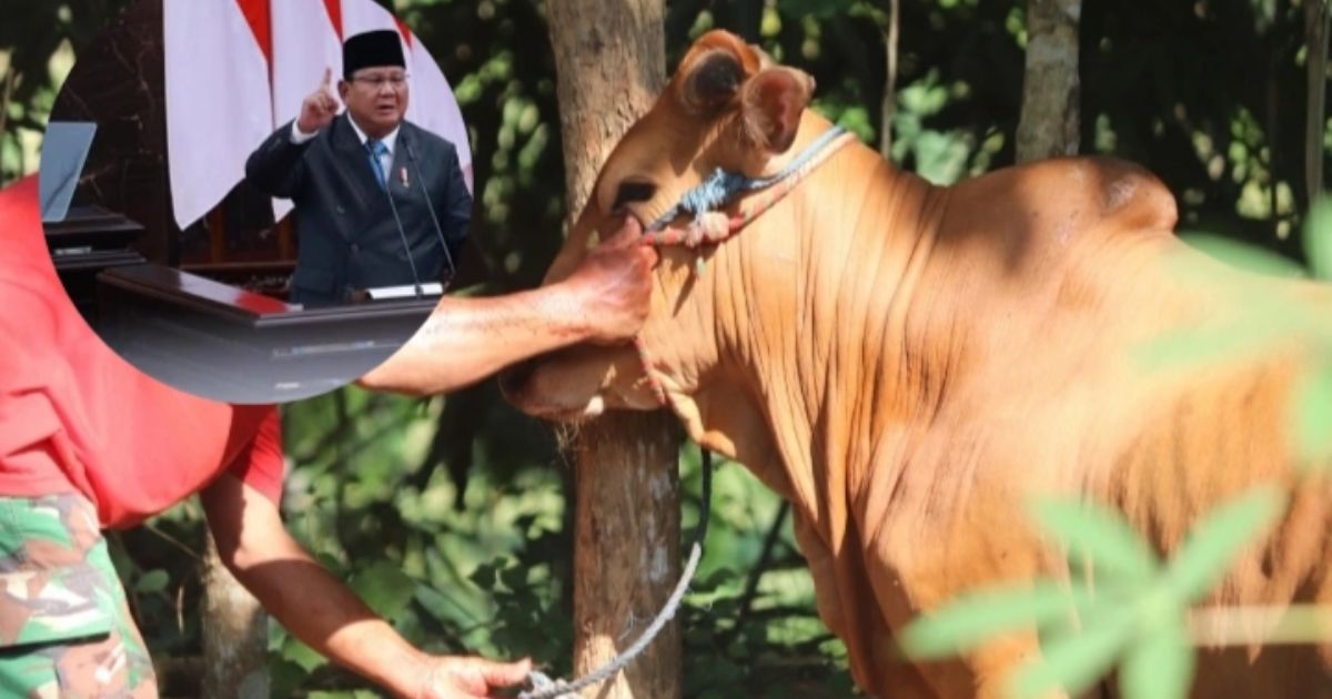Fakta di Balik Sapi Kurban Prabowo: Pakai APBN, Apakah Bikin Utang Negara Naik?