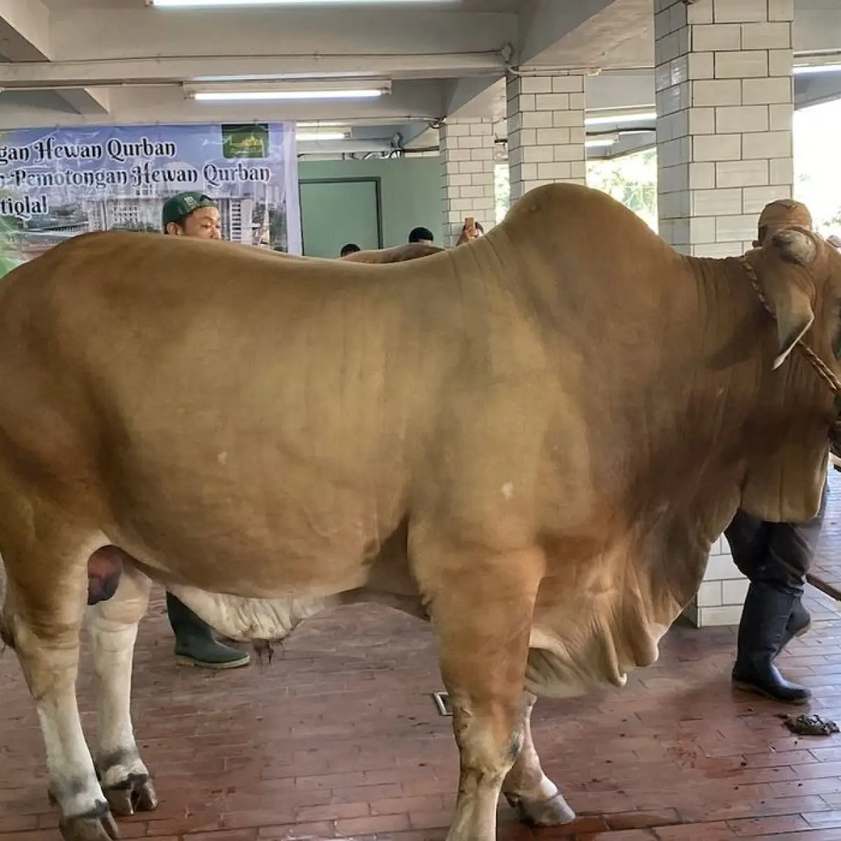 Istiqlal Distribusikan 10.728 Bungkus Daging Kurban Iduladha 1447 H, Fokus pada Kesejahteraan Hewan