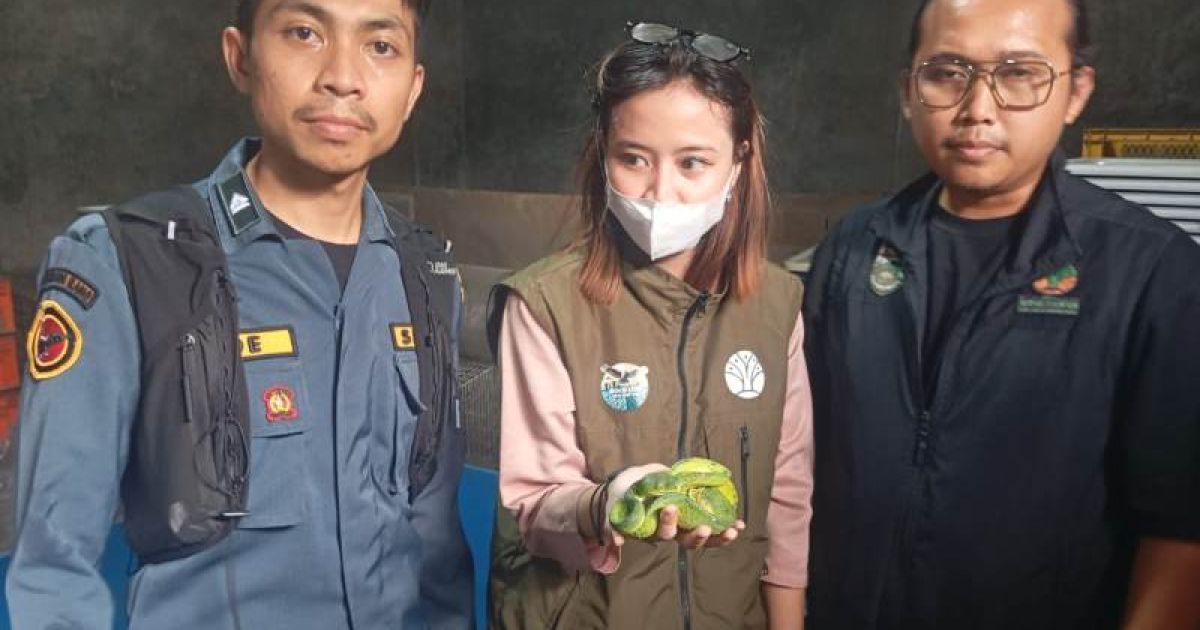 Kemenhut melalui Dirjen Gakkum menggeledah gudang satwa di Kota Bekasi sebagai pengembangan dari kasus pencegahan penyelundupan 103 ekor reptil. foto: Kemenhut