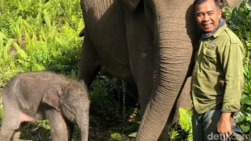 Kelahiran Bayi Gajah Sumatera di Tesso Nilo Jadi Pijar Harapan Baru Konservasi Nasional