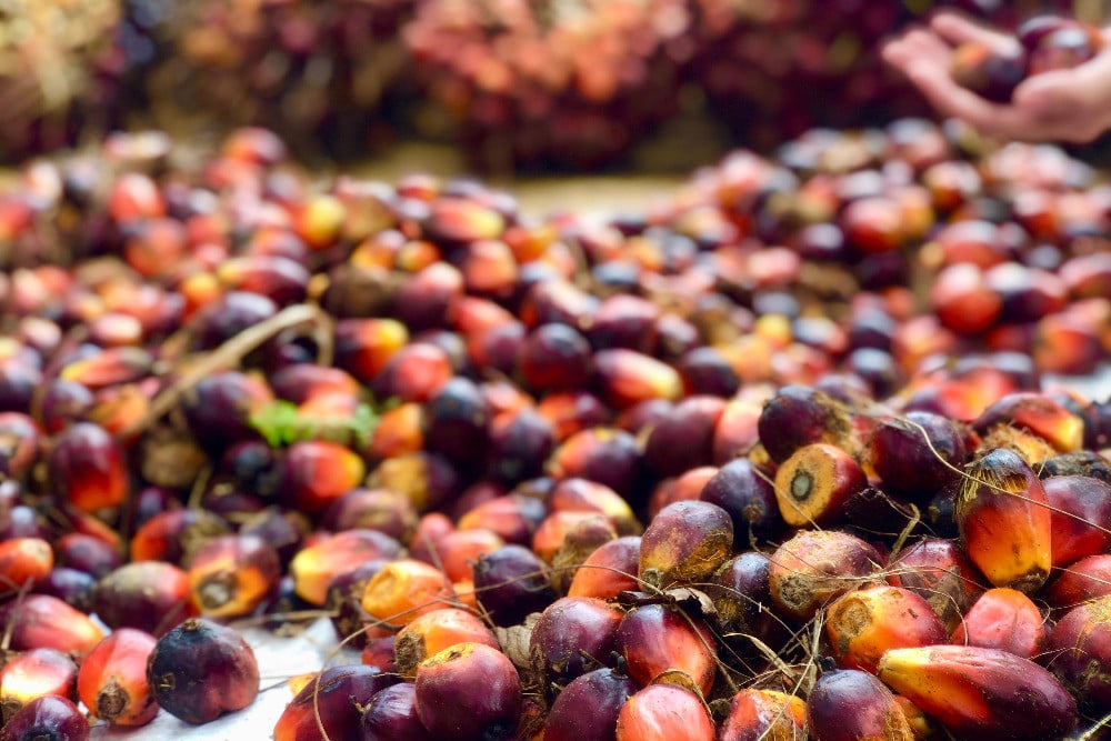 Sertifikasi RSPO: Kunci Sukses Petani Sawit Mandiri Indonesia Menembus Pasar Ekspor Global