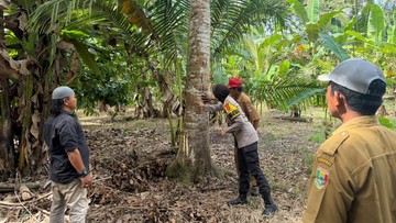 Kehadiran Diduga Beruang di Perkebunan Tanggamus Bikin Warga Wonosobo Cemas, Polisi Bergerak Cepat