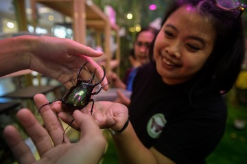 Pengunjung melihat kumbang tanduk tiga (Chalcosoma chiron) saat pameran House of Bugs di Mal Ciputra, Jakarta. ANTARA FOTO/Putra M. Akbar