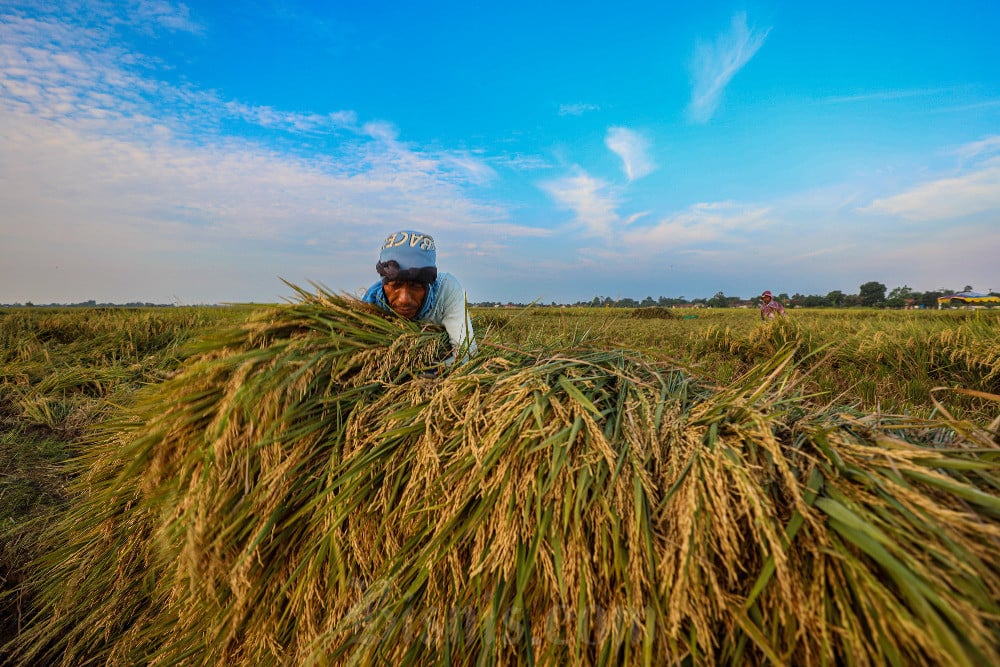 Petani memanen padi di lahan persawahan di Kabupaten Karawang, Jawa Barat, Senin (2/6/2025). Bisnis/Abdurachman