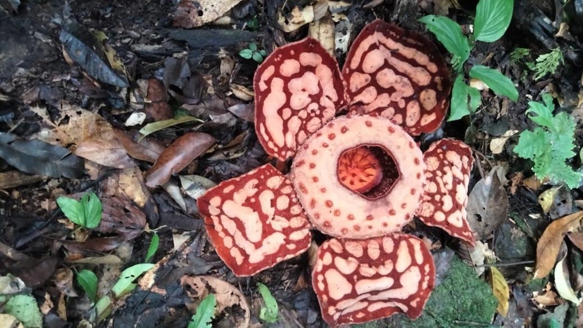 Foto: Rafflesia Hasseltii. (Dok. Istimewa/Faried via Detikcom)