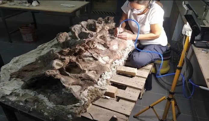 Misteri Paleontologi Terkuak: Penemuan Fosil Dinosaurus Sauropoda Unik di Argentina
