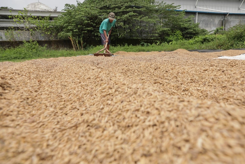 Petani menjemur gabah hasil panen di Majalengka, Jawa Barat, Sabtu (5/4/2024). Badan Pangan Nasional (Bapanas) resmi menaikkan harga pembelian pemerintah (HPP) gabah dan beras mulai 3 April 2024 hingga 30 Juni 2024 dengan rincian HPP gabah kering panen (GKP) di tingkat petani yang sebelumnya Rp5.000 per kilogram naik menjadi Rp6.000 per kilogram - JIBI/Bisnis/Fanny Kusumawardhani.