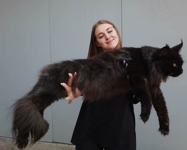 Kucing jumbo, Maine Coon. DOK IG @catsalue