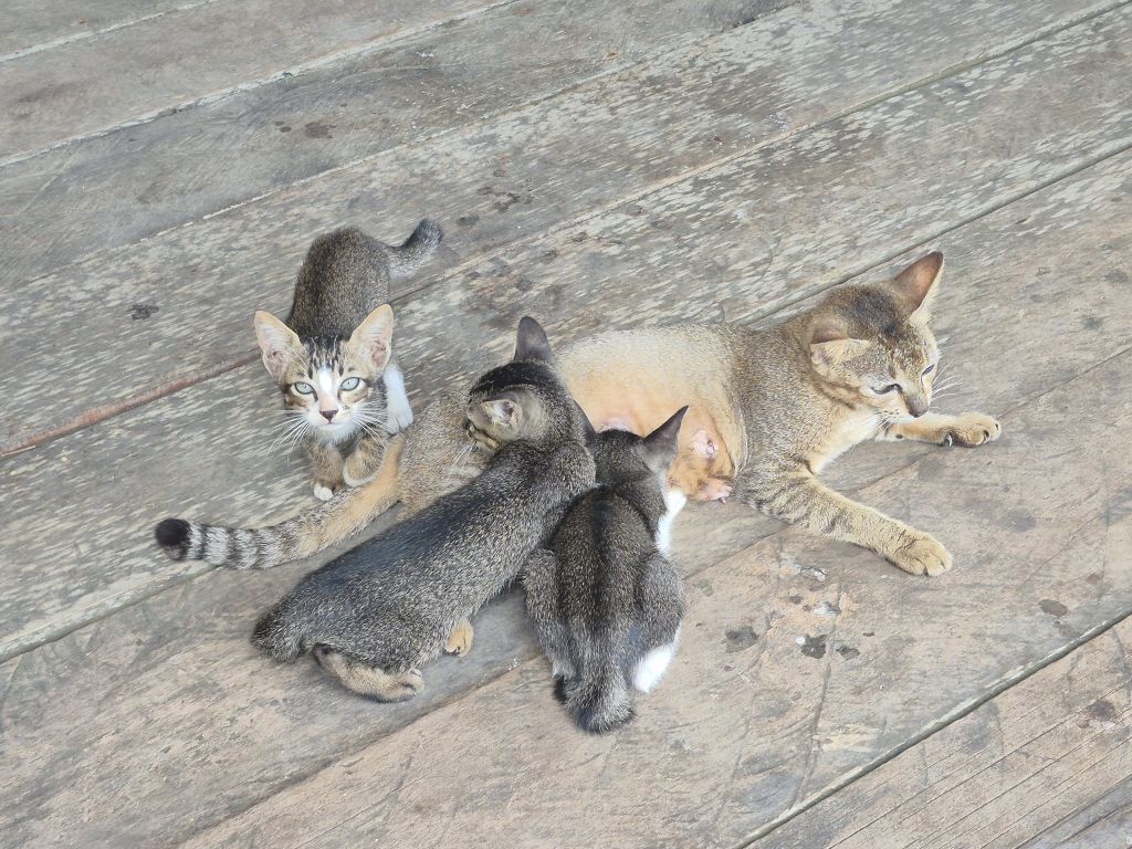 Kucing dan anak-anaknya. Foto: Medcom/Citra Larasati