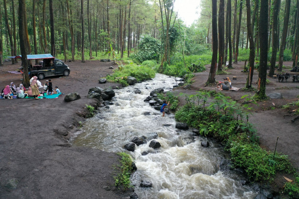 Hutan Pinus Kabupaten Lumajang. Foto: Pemkab Lumajang