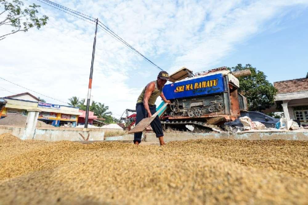 Harga Gabah Stabil, Kesejahteraan Petani Membaik Meski Ancaman Hama Tetap Waspada