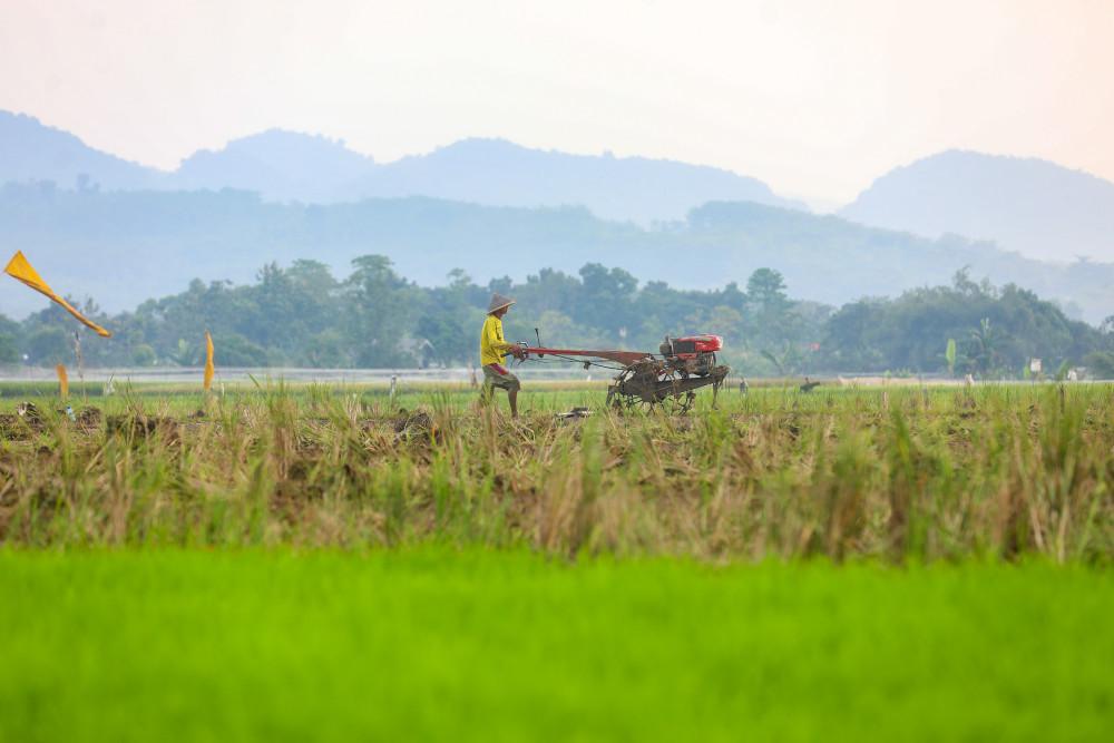 Pemerintah Pastikan Ketersediaan Pangan Nasional Aman dari Ancaman El Nino