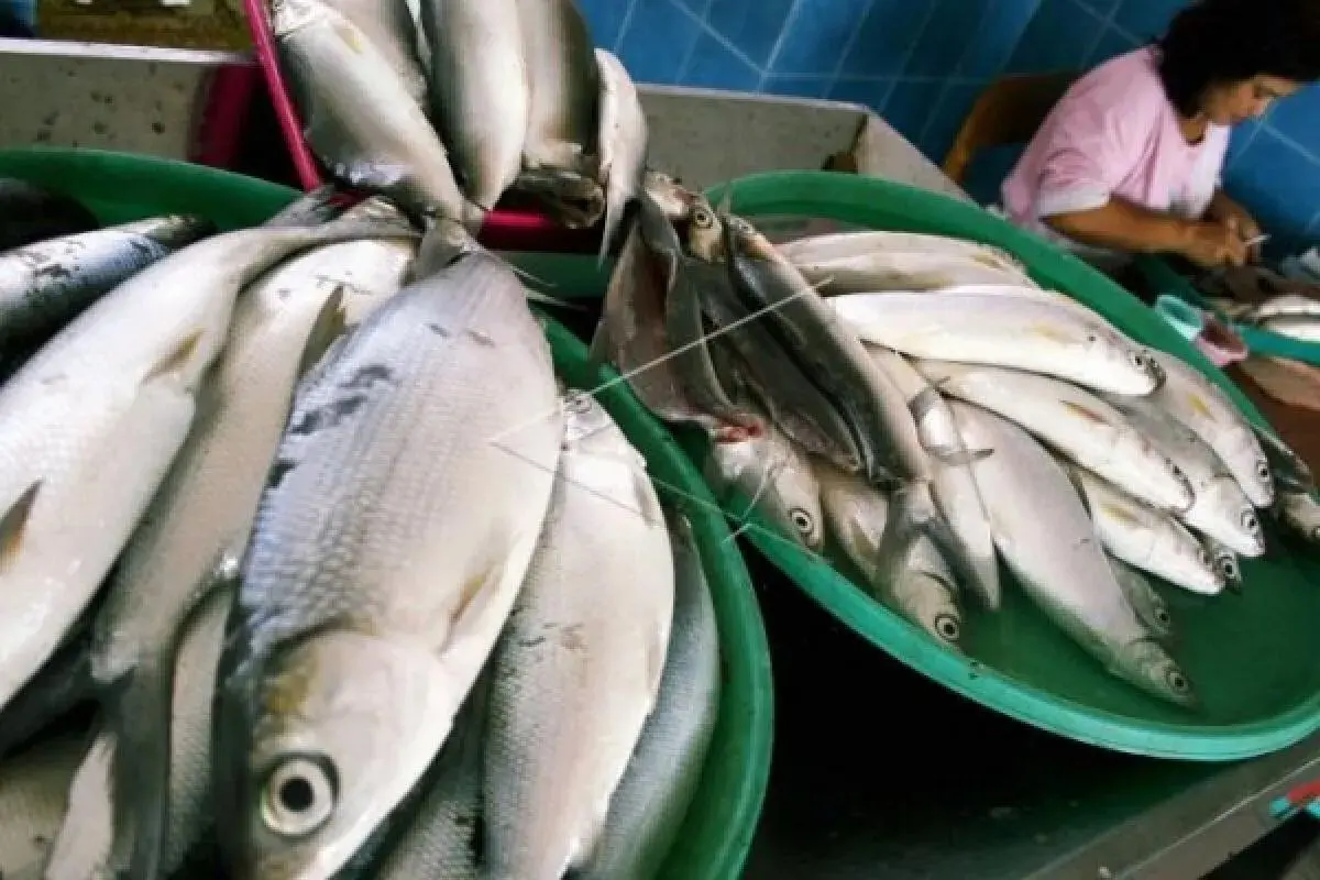 Akhirnya! Pasar Ikan Rejomulyo Semarang Bangkit dari Mati Suri, Siap Jadi Magnet Baru Wisata Kuliner di Kota Lumpia!