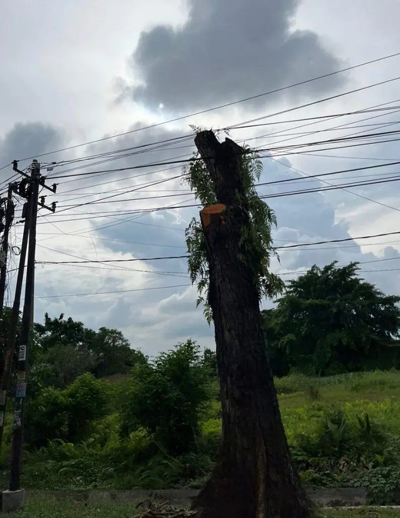 Penebangan Mahoni di Sejumlah Jalan Utama Medan Jadi Sorotan, Direktur Eksekutif Polri Watch Angkat Bicara